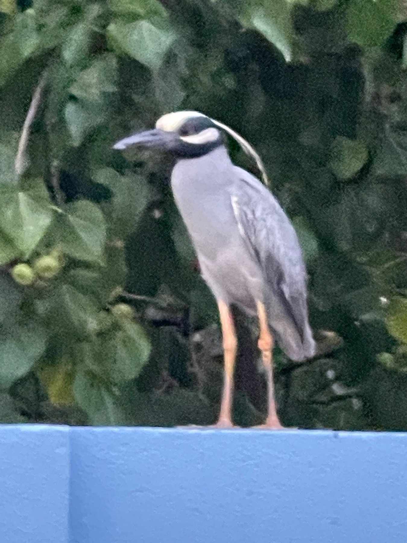 A heron visiting the garden